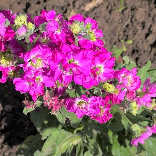 Matthiola incana പുഷ്പം