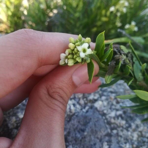 Daphne gnidium Flower