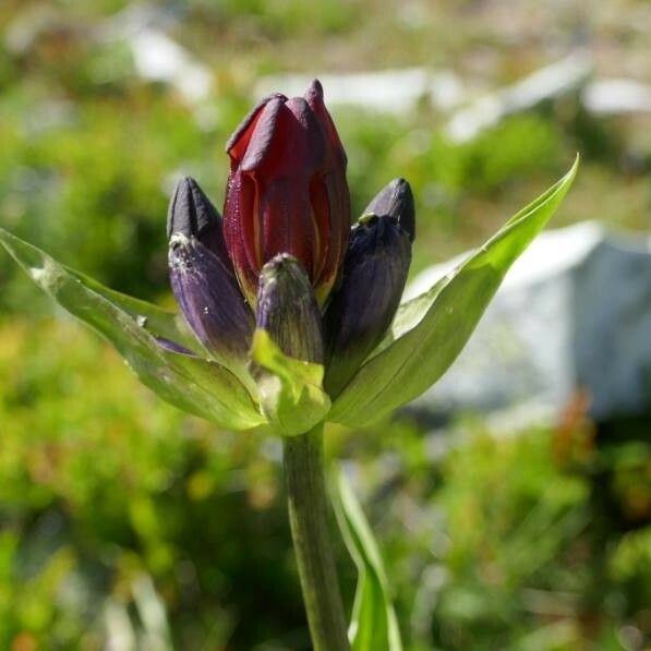 Gentiana purpurea Cvet