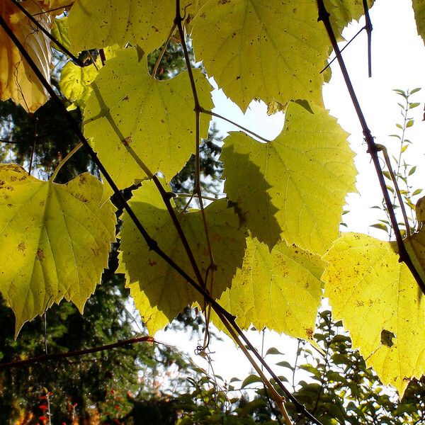 Vitis aestivalis Blad