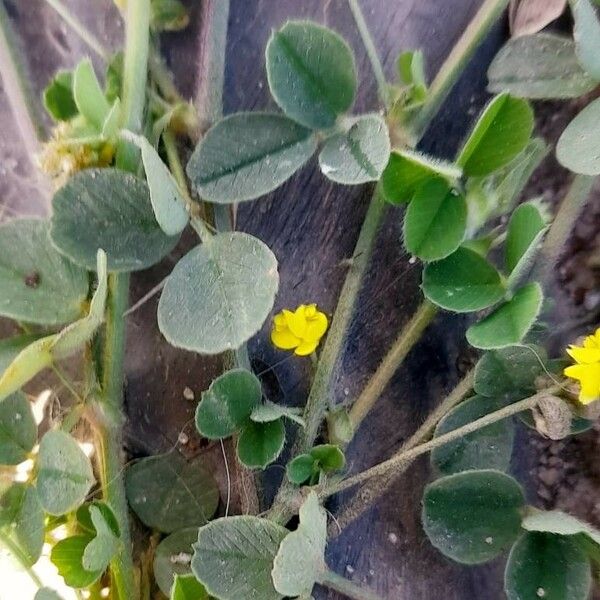 Medicago minima Blomst