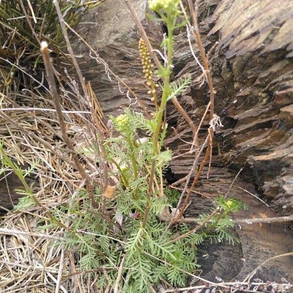 Achillea chamaemelifolia Хабит