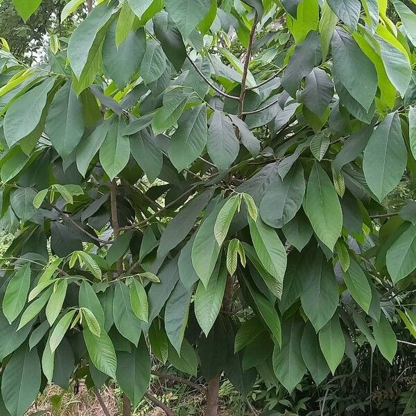 Asimina triloba Habitus