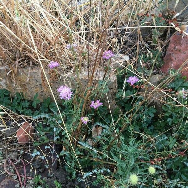 Knautia collina Flower