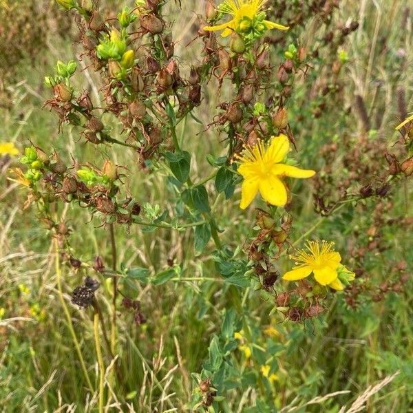 Hypericum perforatum Flower