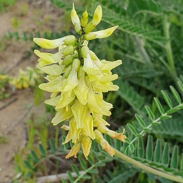 Astragalus canadensis Квітка