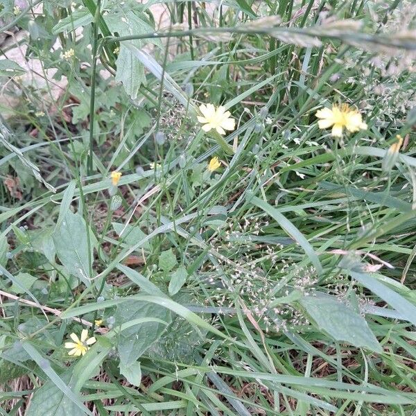 Lapsana communis Flower