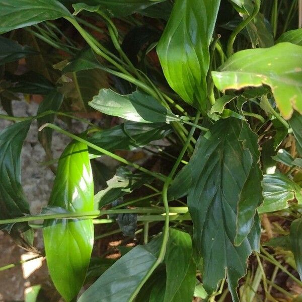 Spathiphyllum wallisii Blad