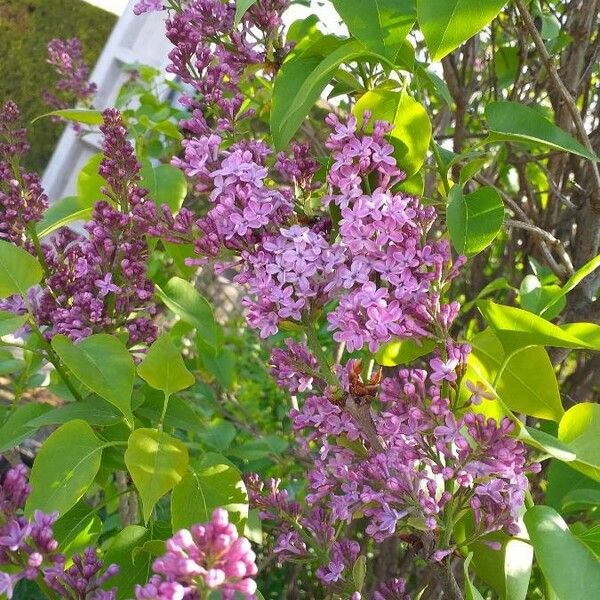 Syringa vulgaris Kukka