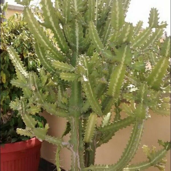 Euphorbia lactea Rusca