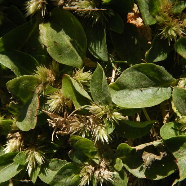 Alternanthera pungens Leaf