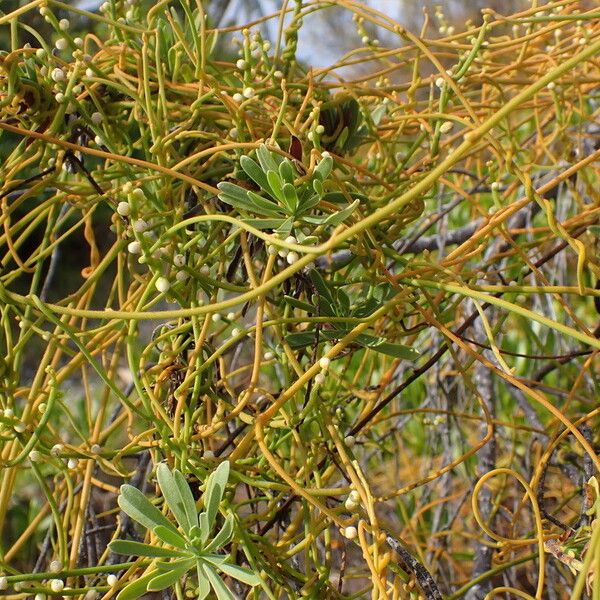 Cassytha filiformis Alkat (teljes növény)