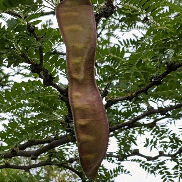 Gleditsia triacanthos Fruit