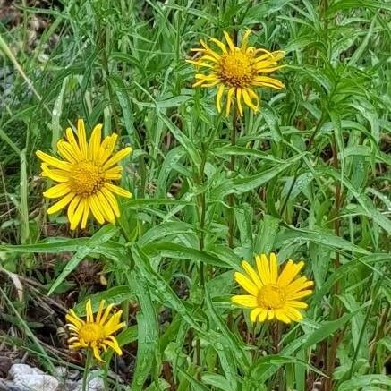 Buphthalmum salicifolium Blodyn