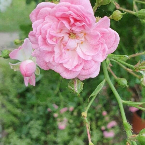 Rosa multiflora Kvet