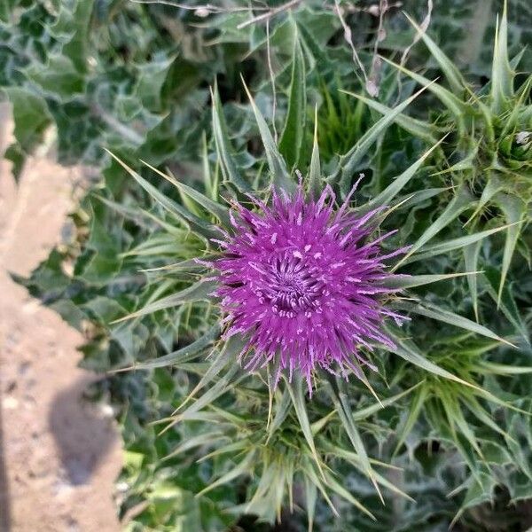 Silybum marianum Flower