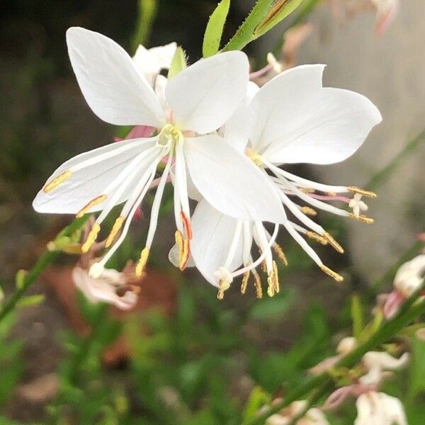 Oenothera lindheimeri Flors