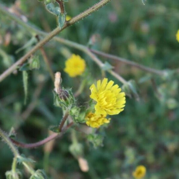 Helminthotheca echioides Blomst