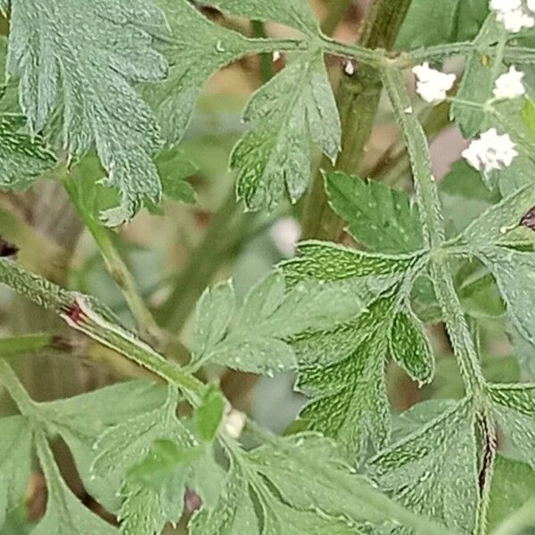 Torilis japonica Hoja