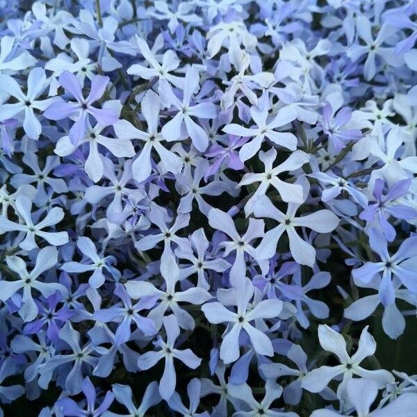 Phlox divaricata 花