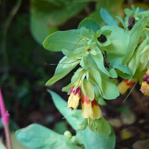 Cerinthe glabra Blüte