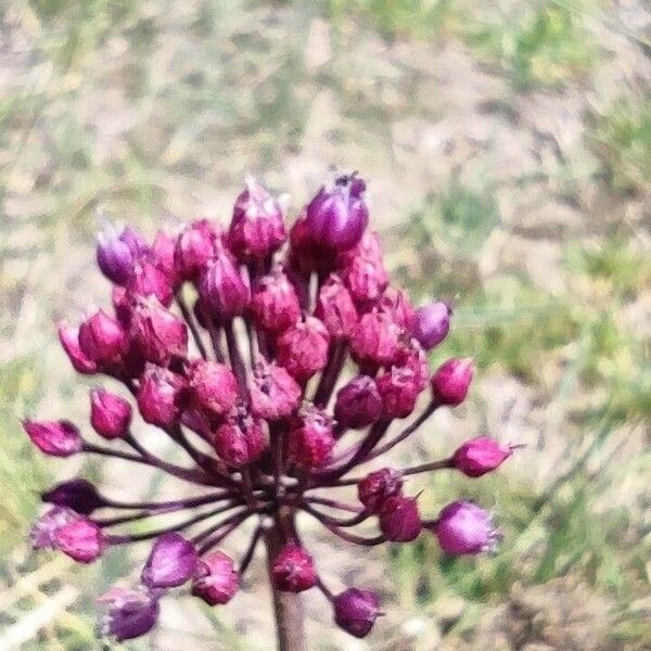 Allium atroviolaceum Flower