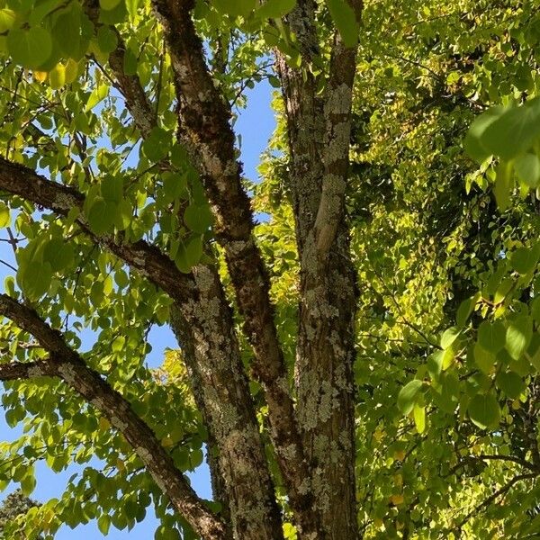 Cercidiphyllum japonicum Lubje