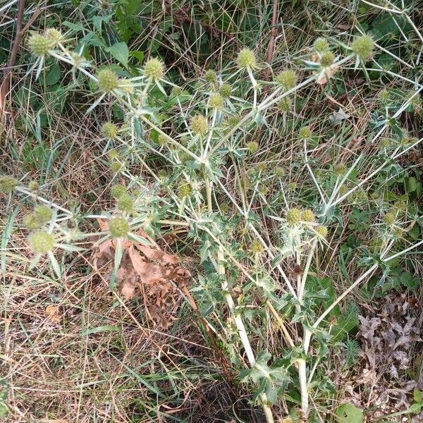 Eryngium campestre 形態