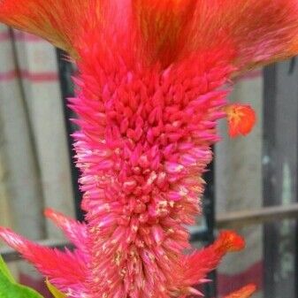 Celosia cristata Flor