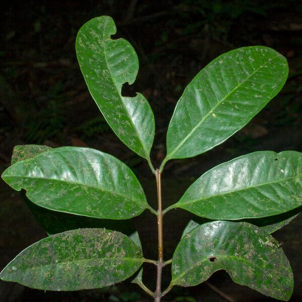 Eugenia stictopetala Leaf