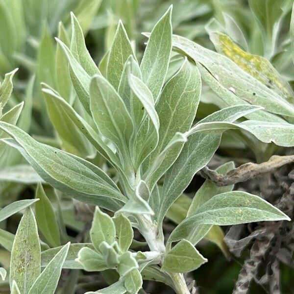 Helichrysum melaleucum Leaf