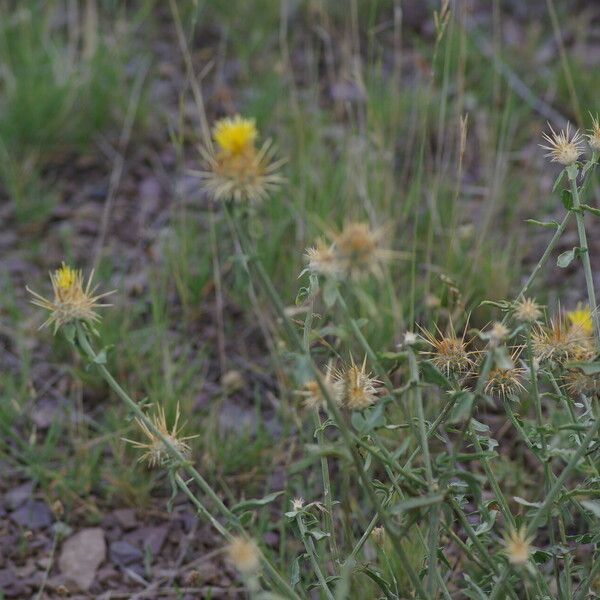 Centaurea ornata Blomma