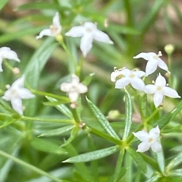 Galium pumilum Kvet