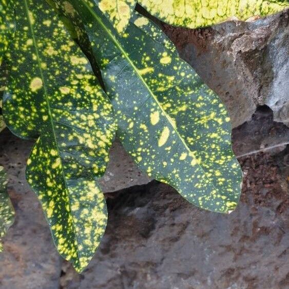 Codiaeum variegatum Leaf