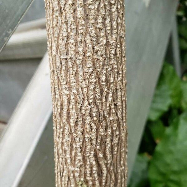 Spathodea campanulata 樹皮