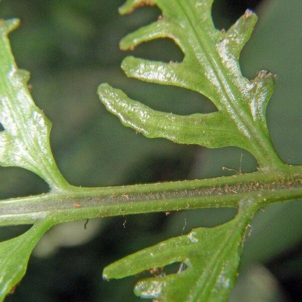 Polybotrya osmundacea Kôra