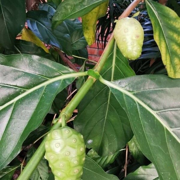 Morinda citrifolia Frukt