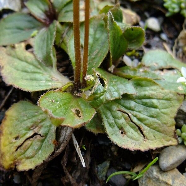Calceolaria biflora Leaf