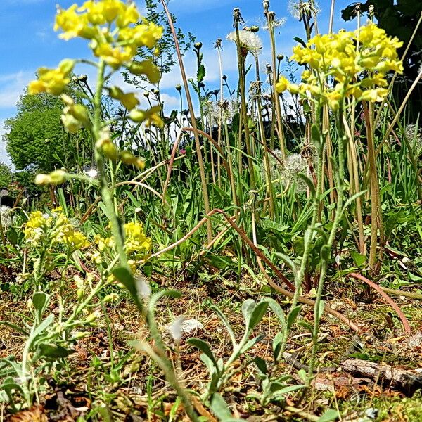 Alyssum alyssoides عادت داشتن