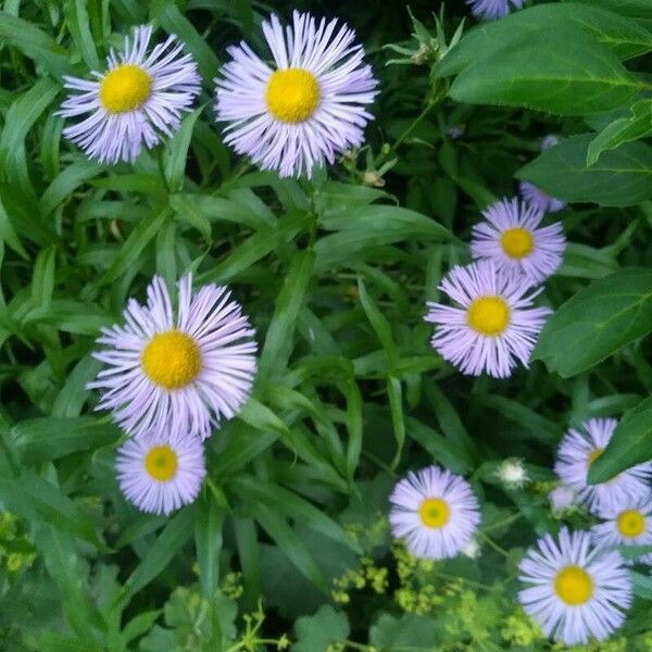 Erigeron speciosus 花