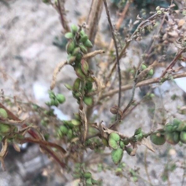 Atriplex hortensis Ffrwyth