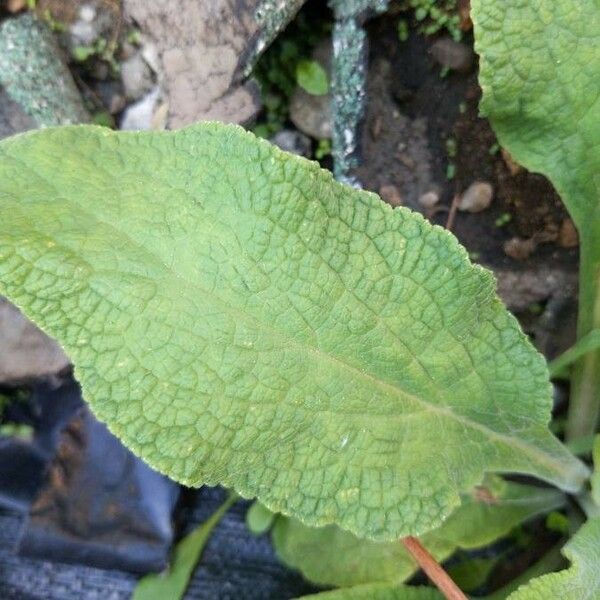 Digitalis purpurea Blad