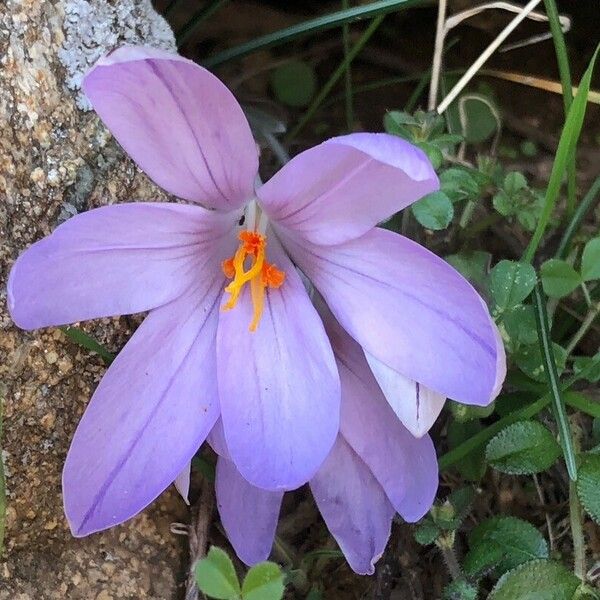 Crocus corsicus Flower