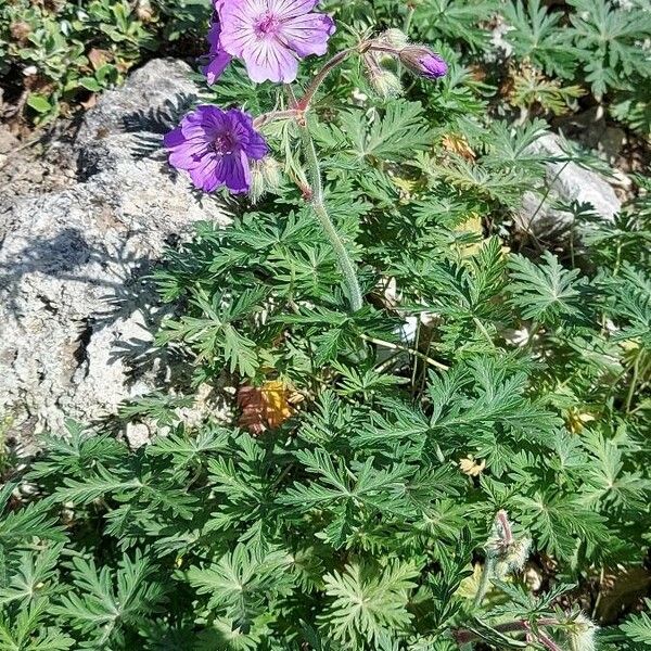 Geranium tuberosum Habit