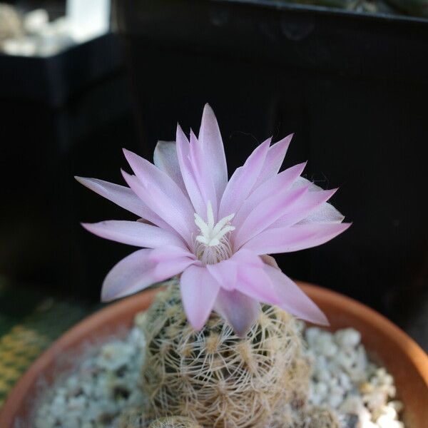 Gymnocalycium bruchii Floro