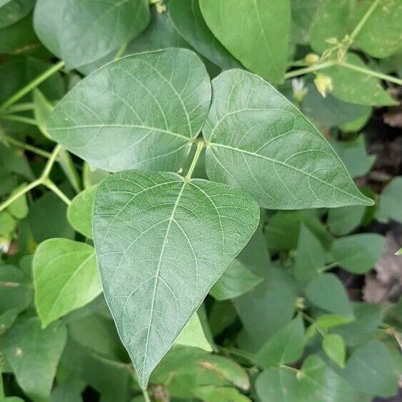 Phaseolus lunatus 葉