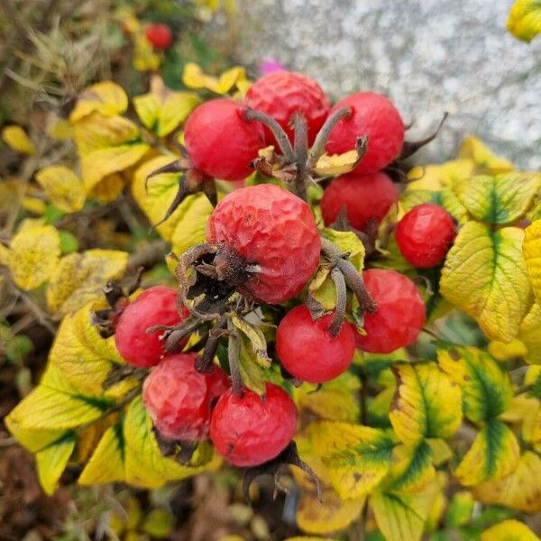 Rosa rugosa Φρούτο