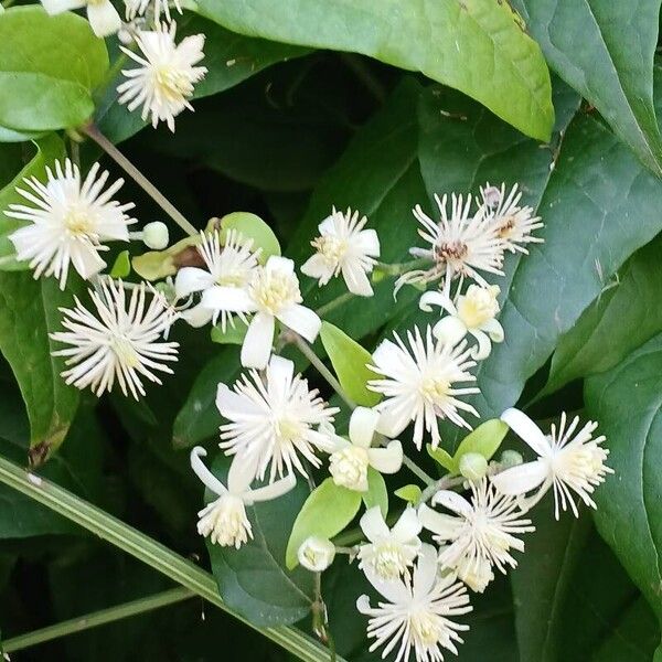 Clematis vitalba Квітка