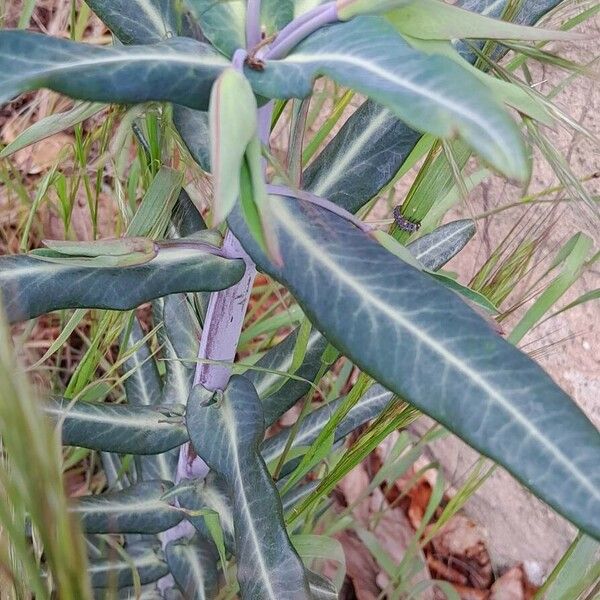 Euphorbia lathyris ഇല