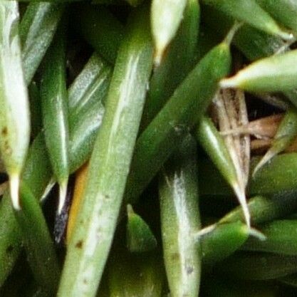 Novenia tunariensis 葉